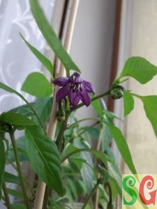Chilli papričky